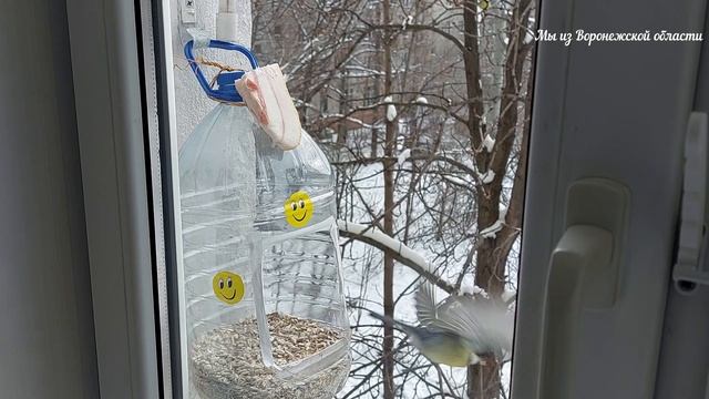 Что едят птицы зимой? Кормушка для птиц.Воронеж, конец ноября 2023г смотреть онлайн