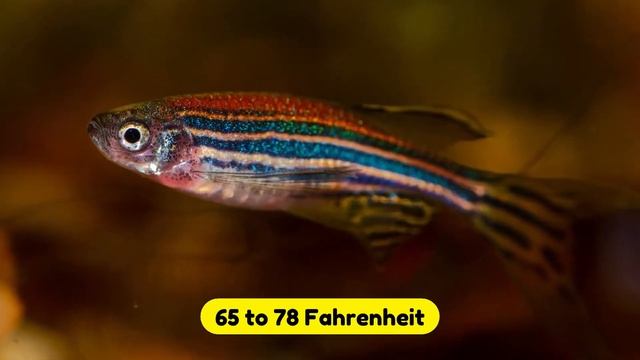 Zebra Danio | Zebra Danio Info And Care | Zebrafish For Beginners смотреть онлайн