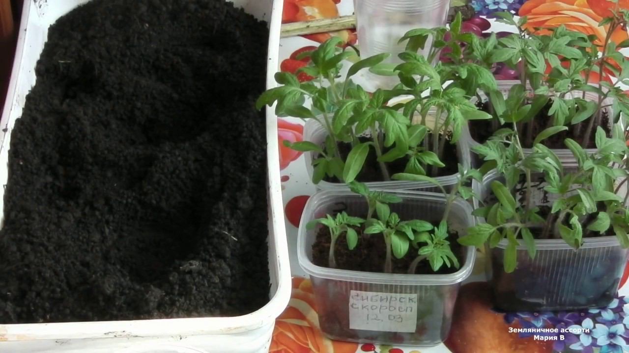 ПИКИРОВАНИЕ ТОМАТОВ В РАЗОВЫЕ СТАКАНЧИКИ . смотреть онлайн