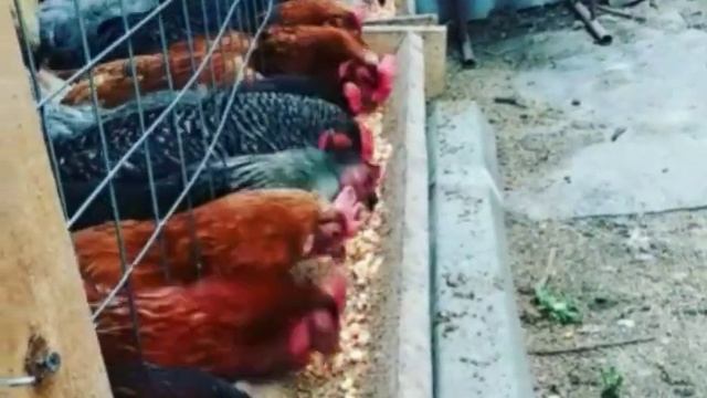 наши курочки #доминант #несушка #серебристые смотреть онлайн