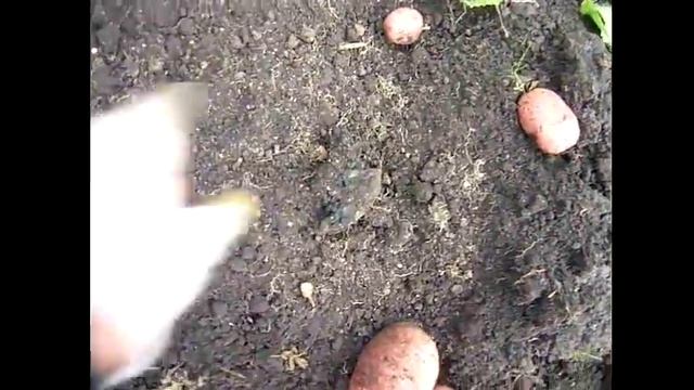 Обзор. сорт картофеля Розара, Ред Скарлет, Беллароза, Аврора. отзыв . Копка картофеля