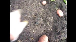 Обзор. сорт картофеля Розара, Ред Скарлет, Беллароза, Аврора. отзыв . Копка картофеля