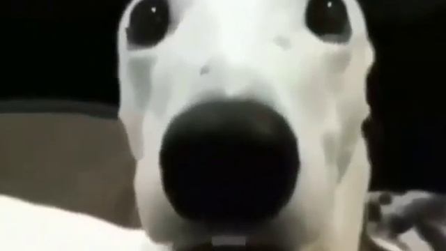 Scared Dog Meme смотреть онлайн