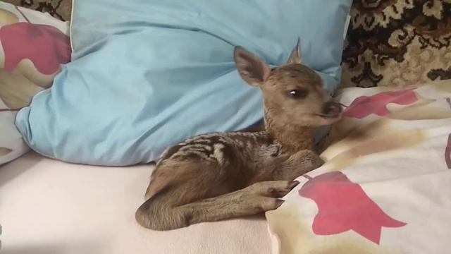 Косуля-бемби поел ложиться спать. смотреть онлайн