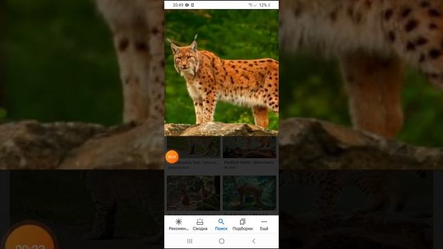 Рыжая рысь против маламута,кто сильнее? смотреть онлайн