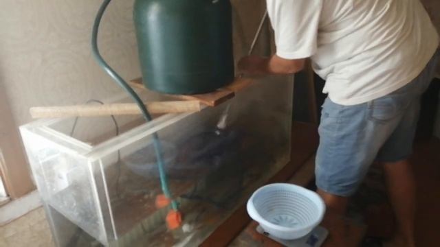 Чем лучше кормить клариевого сома, скорость роста смотреть онлайн