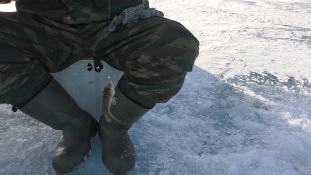 Рыбалка на Нижней Ципе и о. Баунт смотреть онлайн