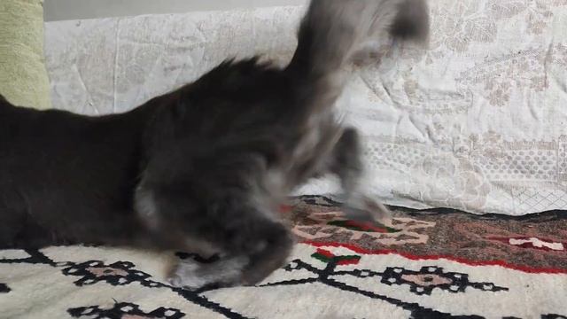 Голубой мейн-кун котик 5 мес, игрун и красавец. смотреть онлайн