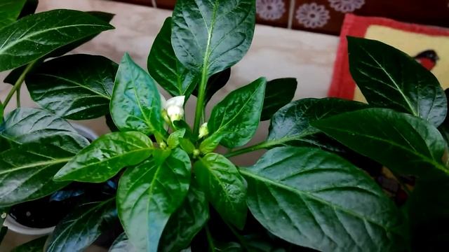 Перец комнатный острый "Пятицвет". 4 месяца от посева. смотреть онлайн