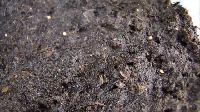 Обзор сеянцев. Перевалка комнатных томатиков. смотреть онлайн