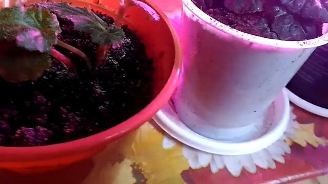 Комнатные растения??? обзор стеллажа и окон в спальне??? смотреть онлайн