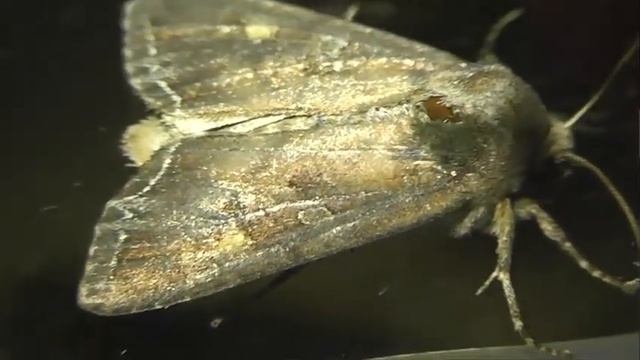 ИНСЕКТАРИЙ: 340. Совка Огородная (Lacanobia oleracea) смотреть онлайн