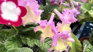 Стрептокарпусы, предложение!