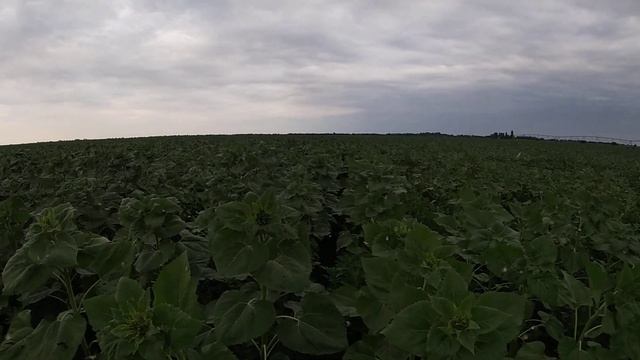 Нашествие лугового мотылька, что делать? Обзор подсолнечника после пахоты и дискования. смотреть онлайн