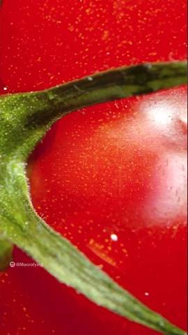 Zooming into a Tomato 🍅 #shorts смотреть онлайн