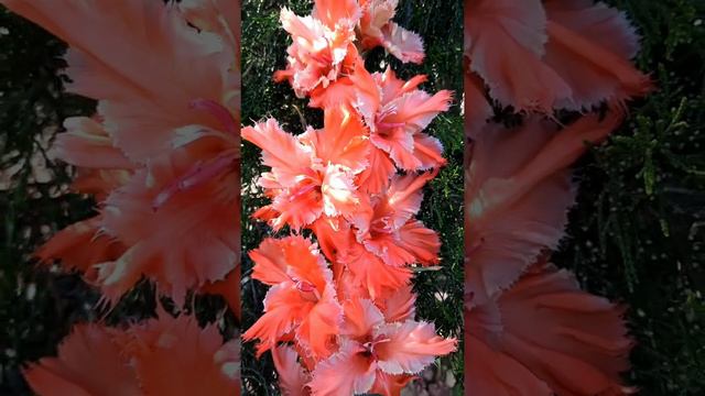 Гладиолус Мисс Фортуна (Васильев) смотреть онлайн