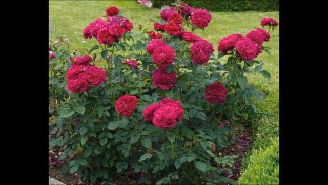 РОЗА АНГЛИЙСКАЯ ФАЛЬСТАФ. СЕКРЕТЫ ВЫРАЩИВАНИЯ смотреть онлайн