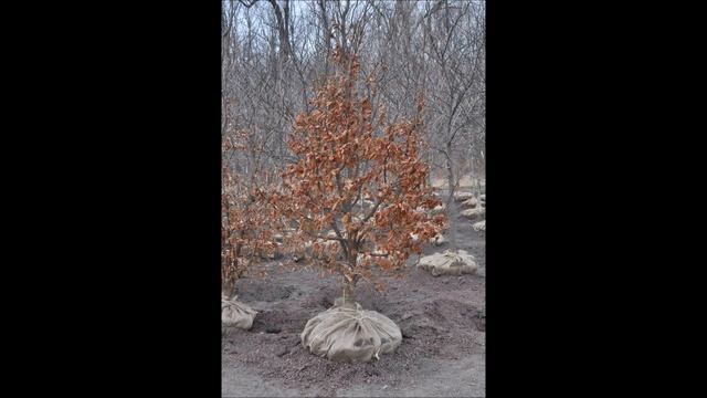Persian Parrotia Trees We deliver and plant in the Warrington and Chalfont Pa Areas смотреть онлайн