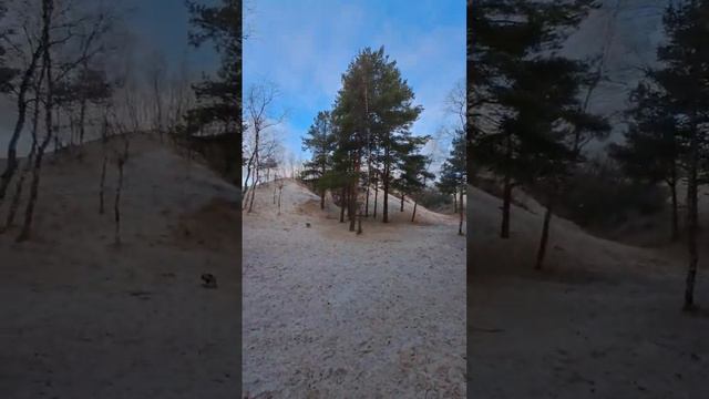 Белое море, сосновый бор. Северодвинск остров Ягры. 04.11.2022 смотреть онлайн