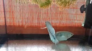 Мраморные гурами Как отличить самца от самки