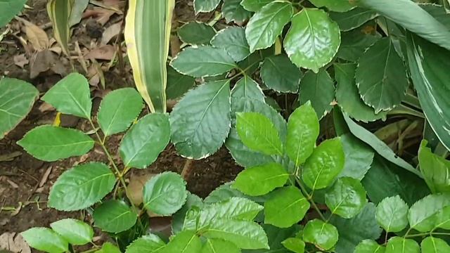 Aralia Care and Propagation || How to Grow and Care Aralia Plant || All About Aralia (arelia) смотреть онлайн