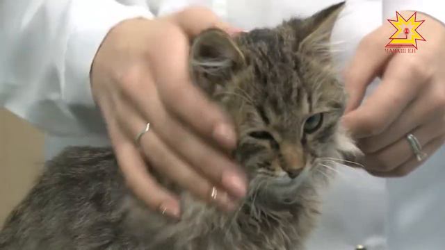 Пĕтĕм тĕнчери килти выльăх-чĕрлĕх кунĕ смотреть онлайн