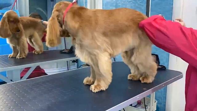 Будни грумера: Стрижка английского кокер-спаниеля | Ветеринарная клиника "В добрые руки" смотреть онлайн