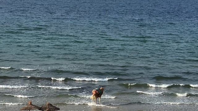 FIRST TIME IN TUNISIA - IBEROSTAR KURIAT Palace, Tunis City Tour 4K, Monastir, Sousse смотреть онлайн