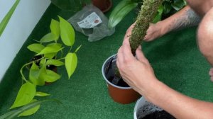 Опора для комнатных растений из мха