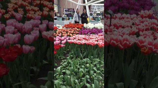 Королевский парк цветов Кёкенхоф 2 часть. смотреть онлайн