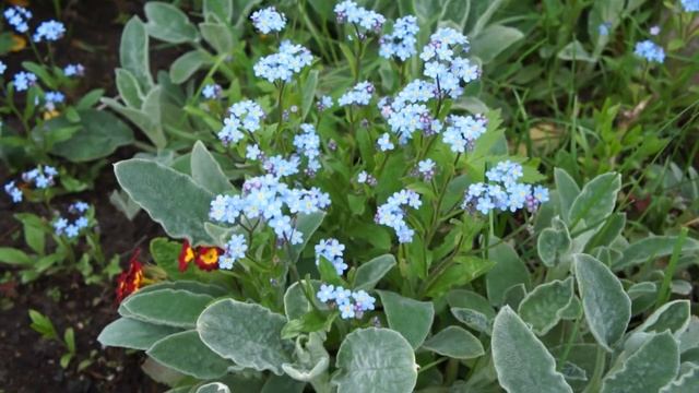 Пустите в сад незабудки смотреть онлайн