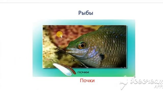 6-cı sinif Biologiya - 6 класс Биология - Выделение смотреть онлайн