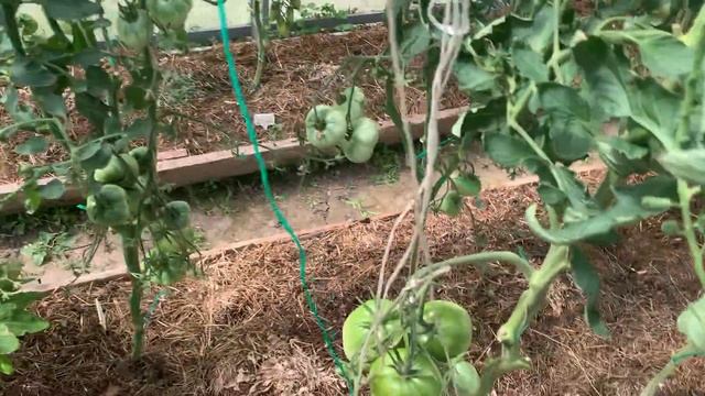 Что, есть химия?Поговорим о минеральных удобрениях.1 июля 2021 г. смотреть онлайн