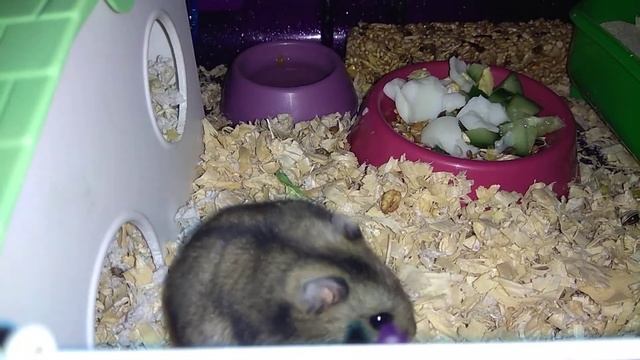 Как ухаживать за хомяками. смотреть онлайн