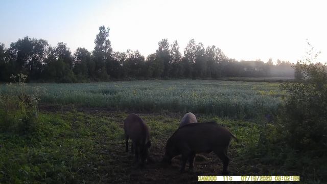 Кабан. Кабаны на кормушке. Выпуск № 133 смотреть онлайн