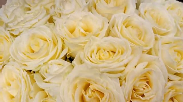 Желтые Розы | Доставка цветов Симферополь | Круглосуточно | Rose by Gentleman смотреть онлайн