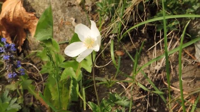 Anemone sylvestris 200509 смотреть онлайн