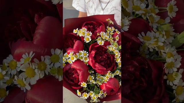 Букет из бордовых пионов Голландия с танацетумом смотреть онлайн