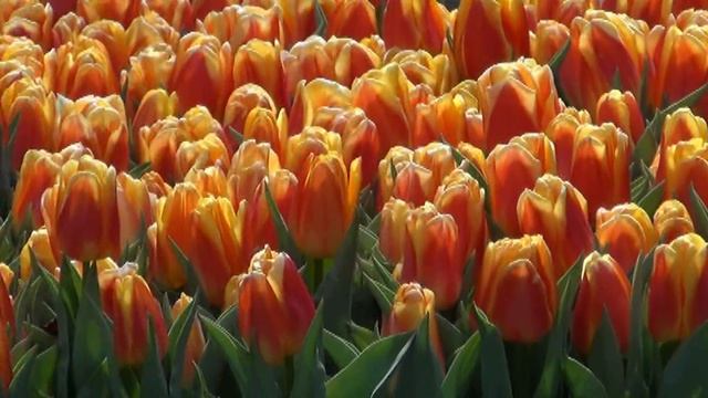 Лютики и другие цветочки в парке Keukenhof под Амстердамом