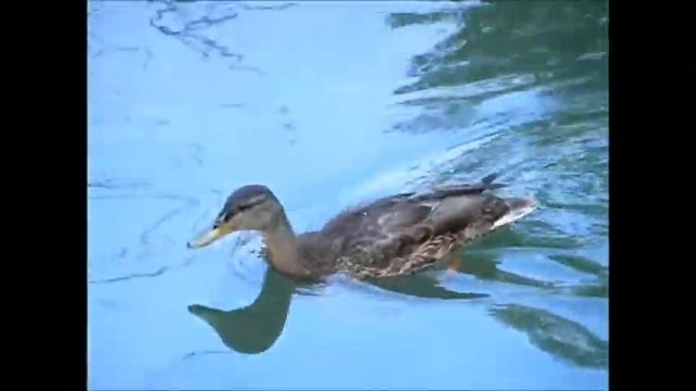 Бобры под дождем смотреть онлайн