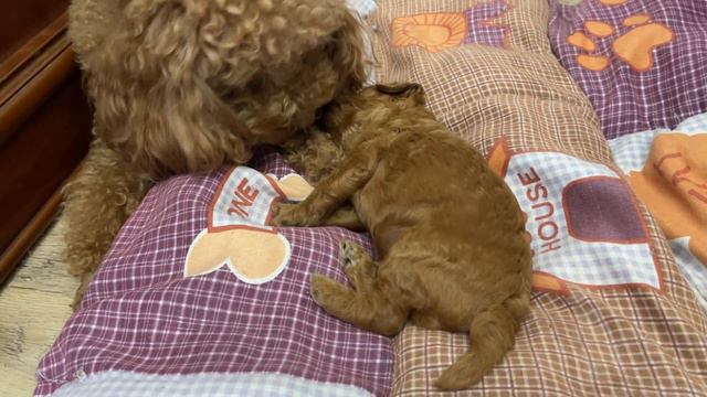 When it’s quiet time in the house and you can admire everyone. смотреть онлайн