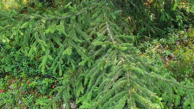 В лесах Прибалтийского фронта. Маленький жетон / In the forests of the Baltic front. A small token смотреть онлайн