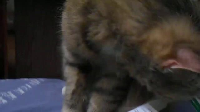 Кошка Ромашка умывается ароматом Валерианы)) смотреть онлайн