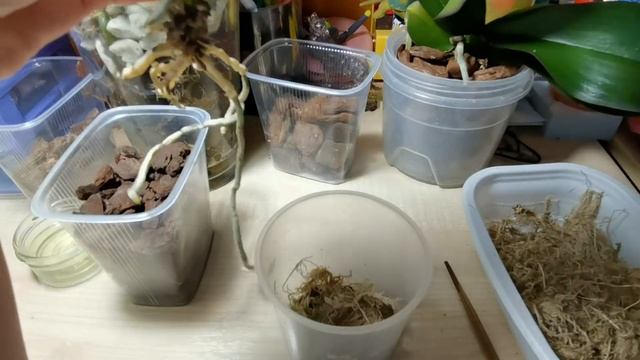 Пересадка азиатской орхидеи-подростка Сапфир в кору?Результат через 3 недели. смотреть онлайн