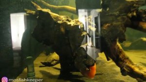 Аквариум месяц спустя после запуска. Чем мыть акрил. Первый нерест в новой системе.