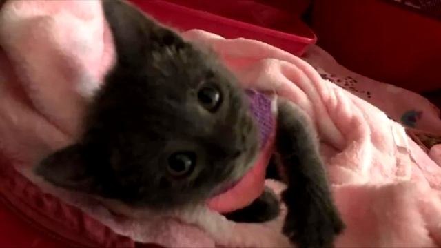 Никто не понимал, почему котенок с каждым днем уменьшался в размере, причина может вас шокировать