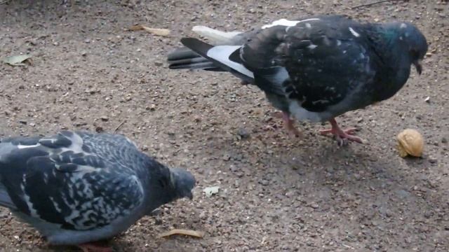 Дал голубю грецкий орех, чтобы посмотреть, что он будет с ним делать смотреть онлайн
