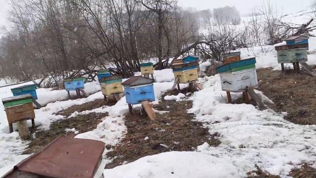 Вынесли пчелок на стационаре. 13 апреля 2021г. Алтайский край,Солонешенский район. смотреть онлайн