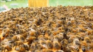 Сколько литров сиропа давать пчёлам весной?!!НЕ упусти!!!