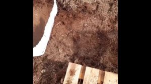 Грунт для посадки хвойных растений. Делаем субстрат своими руками.